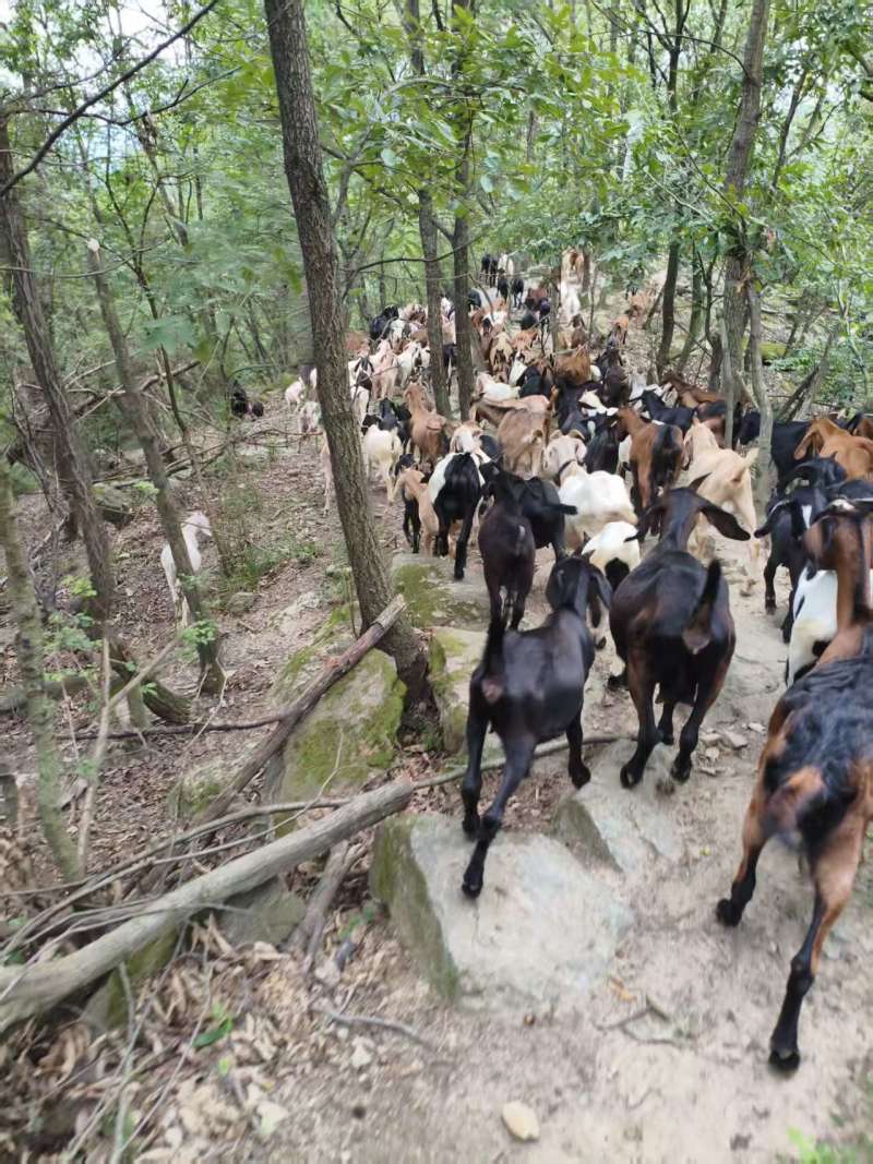 湖北十堰发酵干羊粪，10元每袋，一袋大概30-40斤