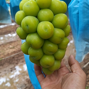 好货不便宜
