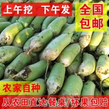 河南辣萝卜/青萝卜/欧雅2号青萝卜大量有货需要抓紧联系。
