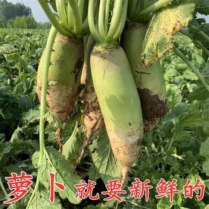 河南辣萝卜/青萝卜/欧雅2号青萝卜大量有货需要抓紧联系。