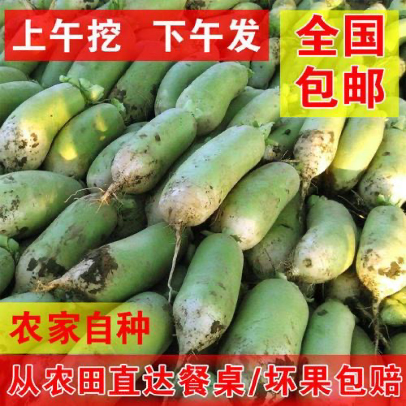 河南辣萝卜/青萝卜/欧雅2号青萝卜大量有货需要抓紧联系。