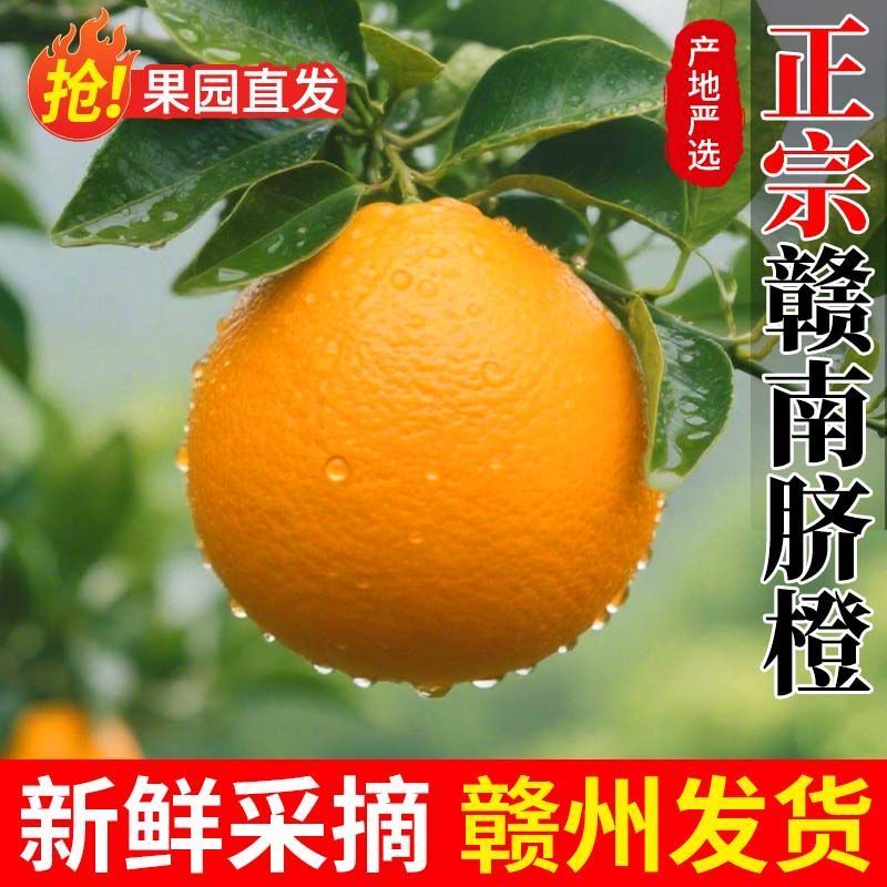 赣南脐橙江西赣州信丰脐橙欢迎客商前往种植基地采购
