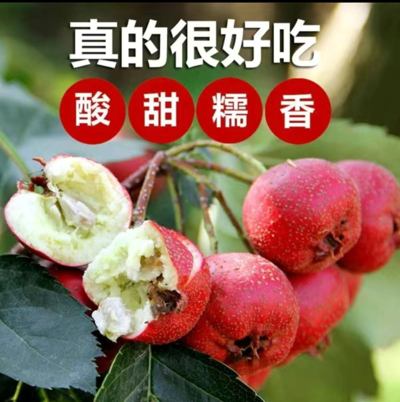 大金星山楂代购