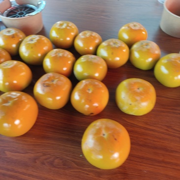 太秋甜柿