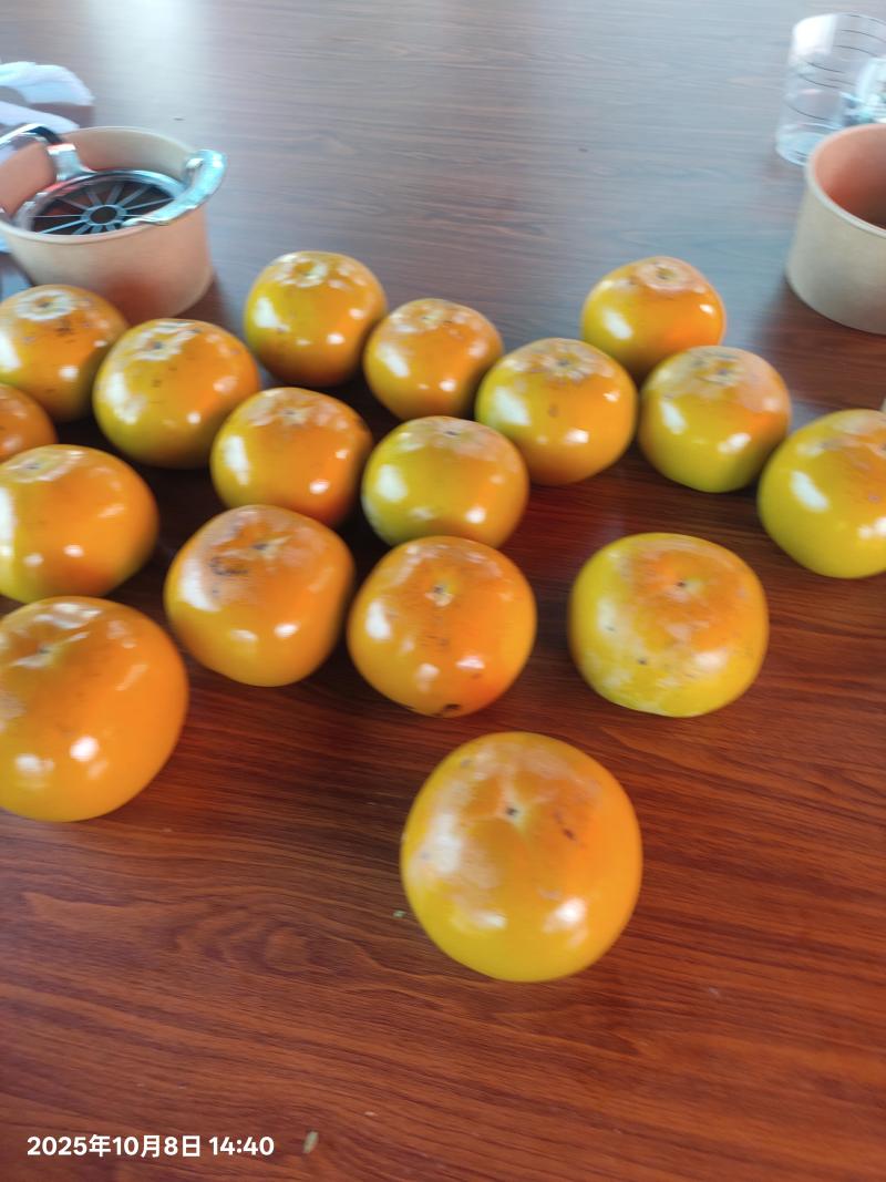太秋甜柿