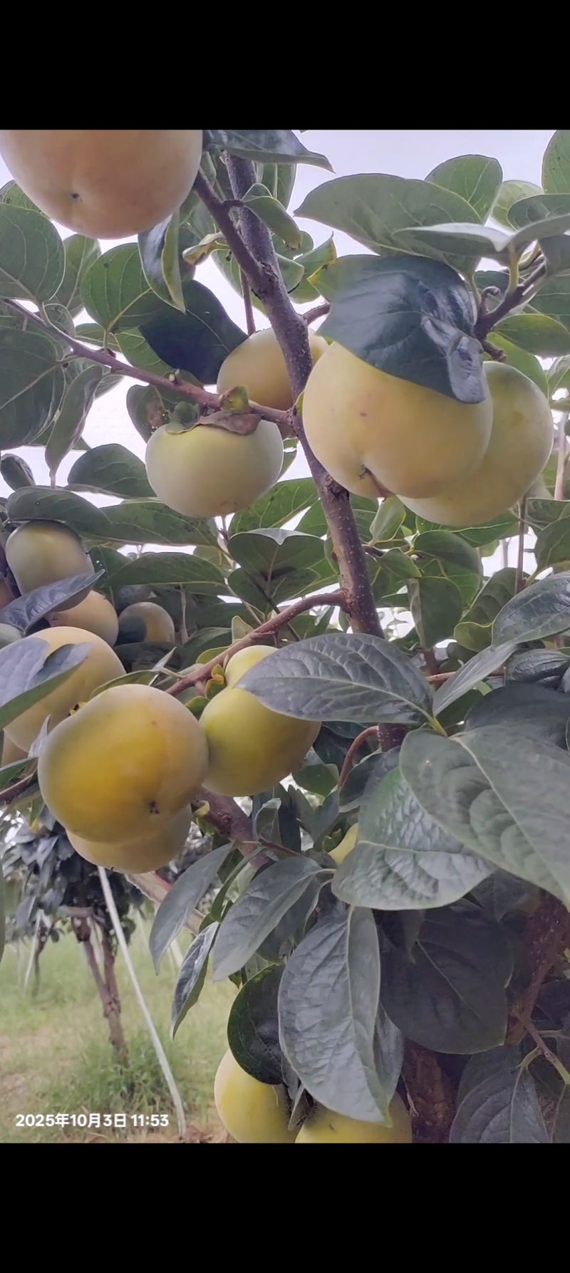 太秋甜柿