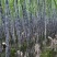 广西黑皮甘蔗节长：15到18公分甜度：15到16个糖