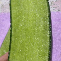 天津市西青区沙窝罗卜