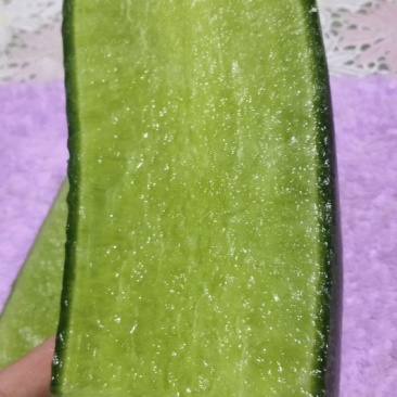 天津市西青区沙窝罗卜