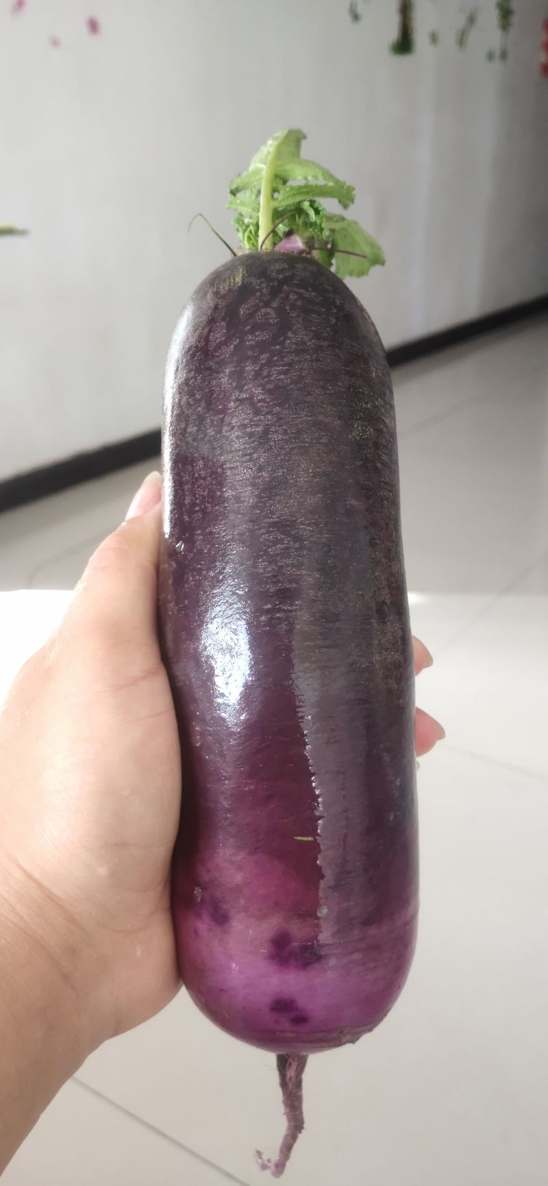 天津市西青区沙窝罗卜