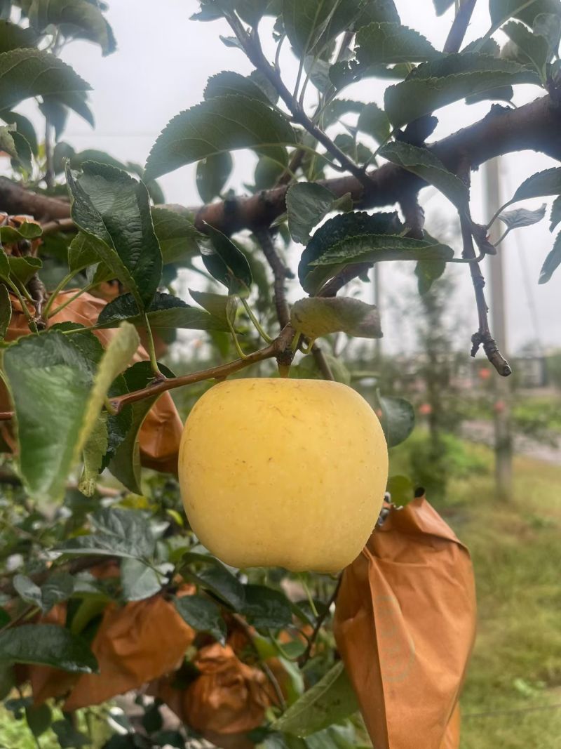 维纳斯苹果产地批发货源充足维纳斯种植基地