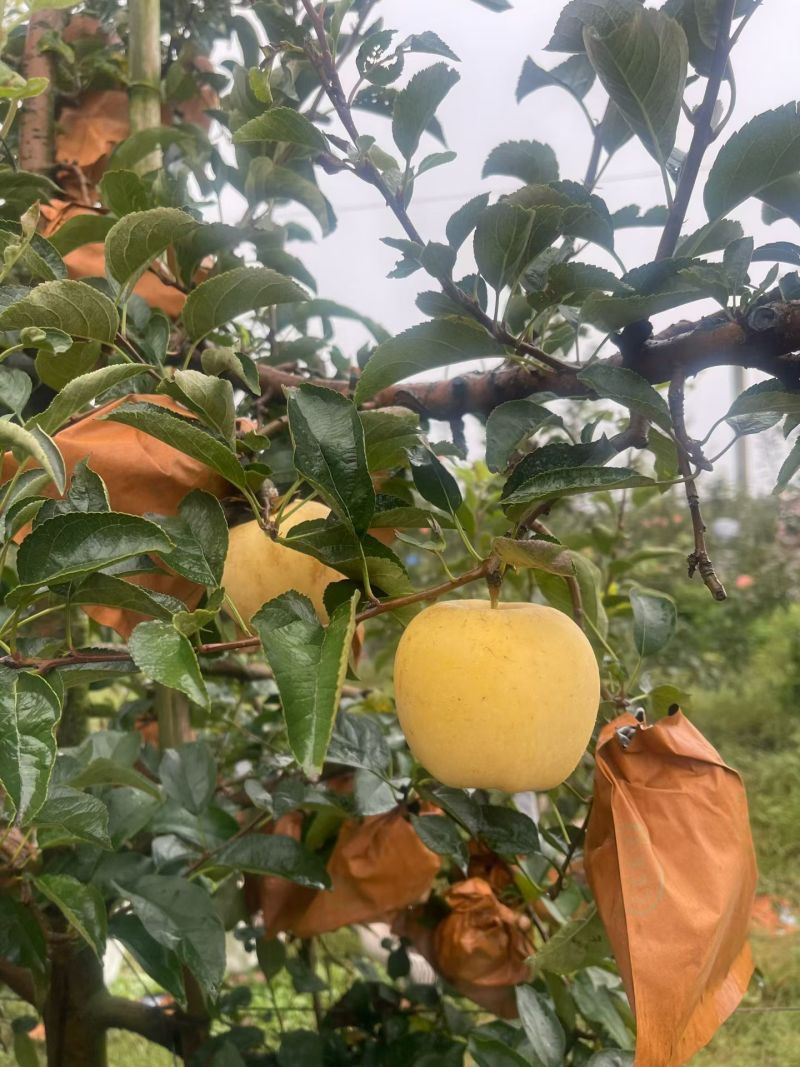 维纳斯苹果产地批发货源充足维纳斯种植基地
