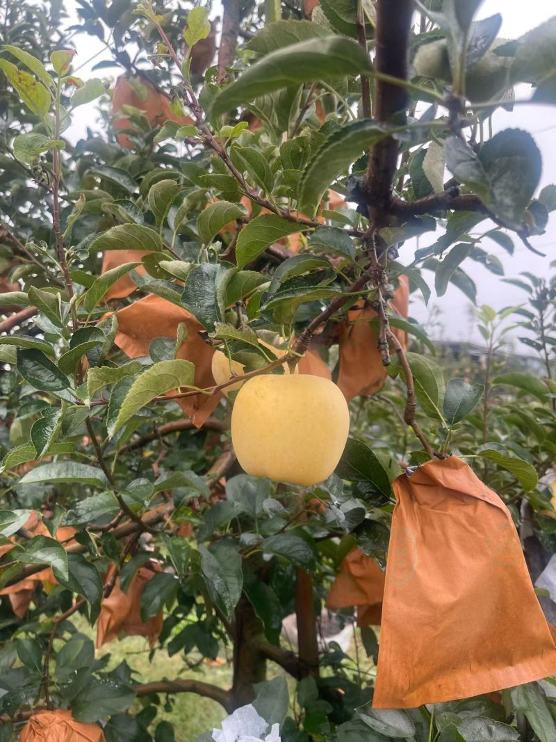 维纳斯苹果产地批发货源充足维纳斯种植基地