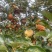 维纳斯苹果产地批发货源充足维纳斯种植基地