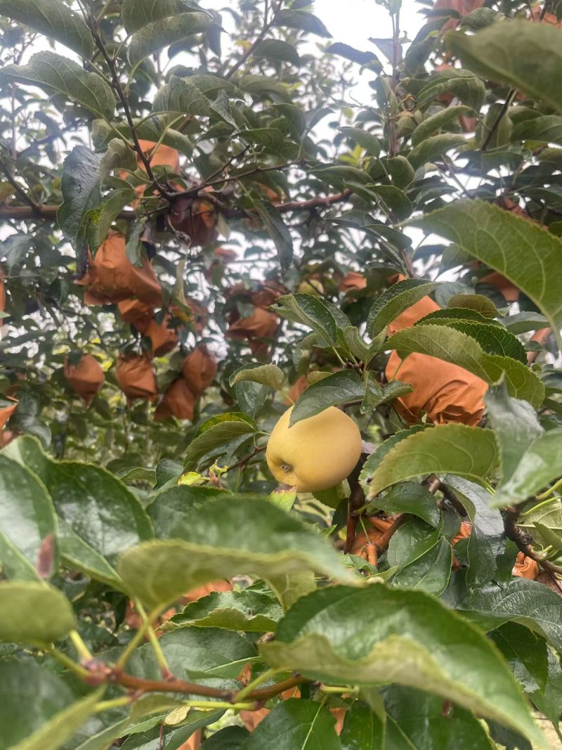 维纳斯苹果产地批发货源充足维纳斯种植基地
