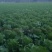 北京新3号大白菜