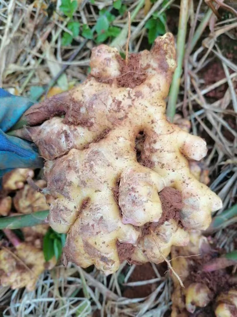 云南红河州小黄姜，产地直发，信誉第一，品质保证，视频看货