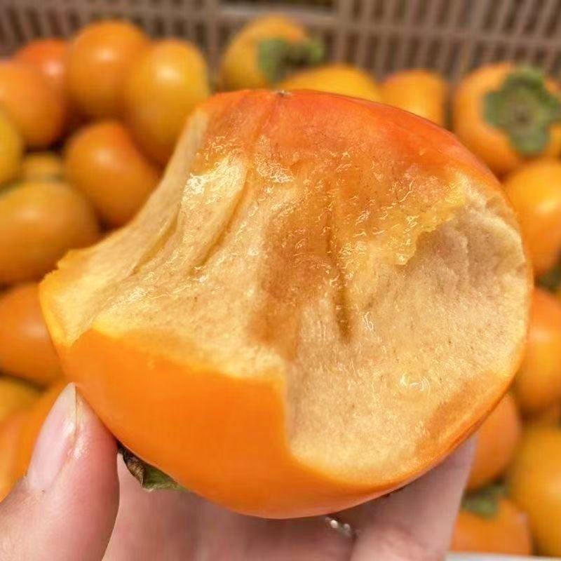 当季脆甜冰糖心巧克力柿子无核硬黄柿水果整箱批发