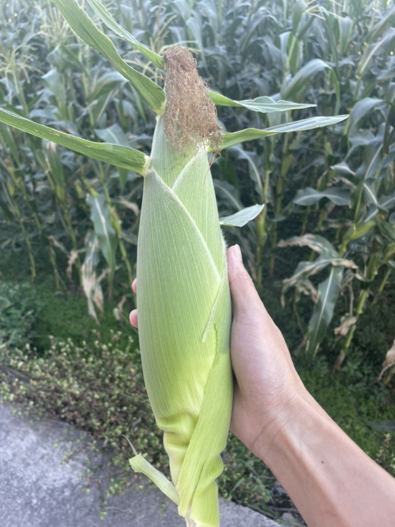 浙江磐安甜玉米，新上市，欢迎询价