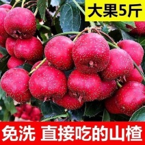 精品甜红子山楂樱桃红山里红糖葫芦炒雪球专用果产地直发全国