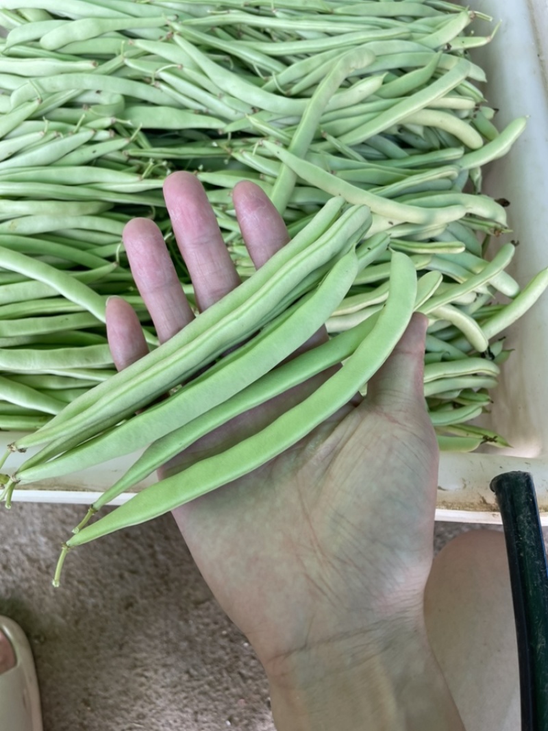 浙江磐安新上市四季豆，豆角，欢迎询价
