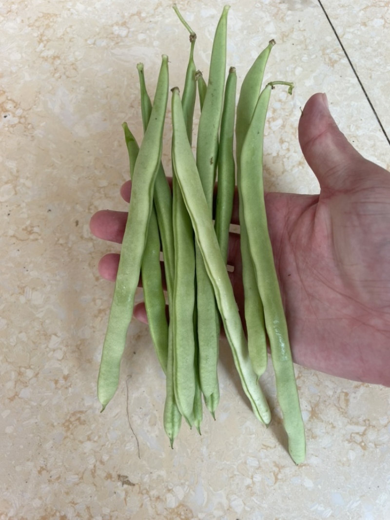 浙江磐安新上市四季豆，豆角，欢迎询价