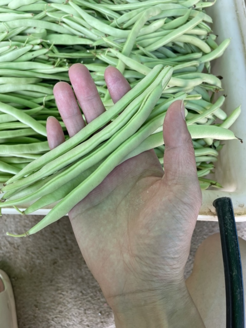 浙江磐安新上市四季豆，豆角，欢迎询价