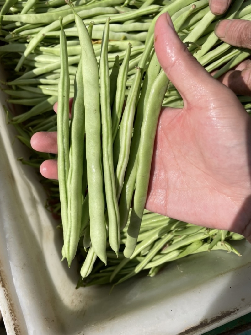 浙江磐安新上市四季豆，豆角，欢迎询价