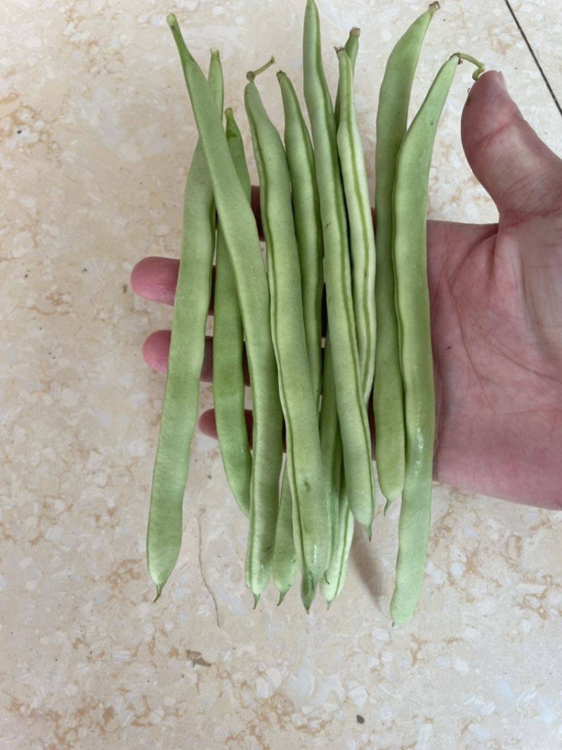 浙江磐安新上市四季豆，豆角，欢迎询价