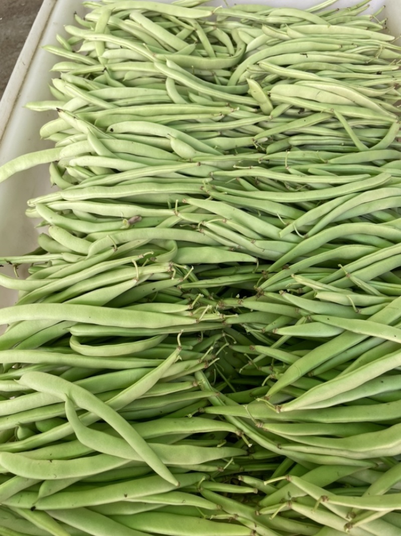 浙江磐安新上市四季豆，豆角，欢迎询价
