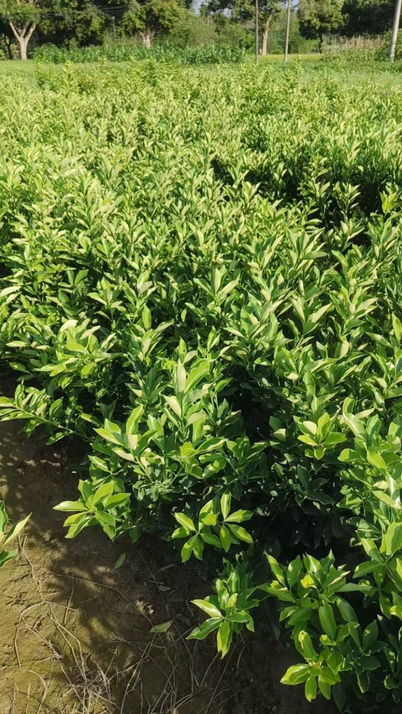 融安脆蜜金柑脆蜜金桔苗桂林脆蜜金桔苗欢迎进店联系