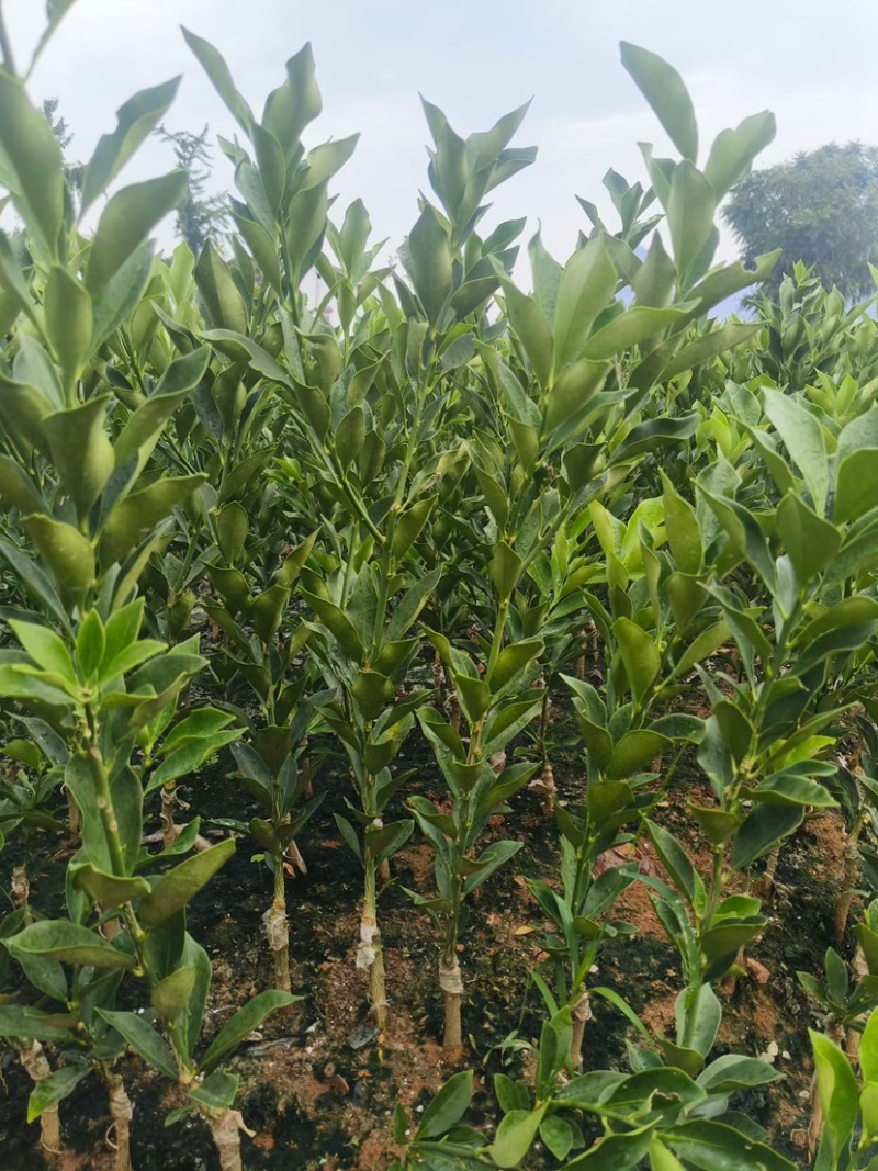 融安脆蜜金柑脆蜜金桔苗桂林脆蜜金桔苗欢迎进店联系