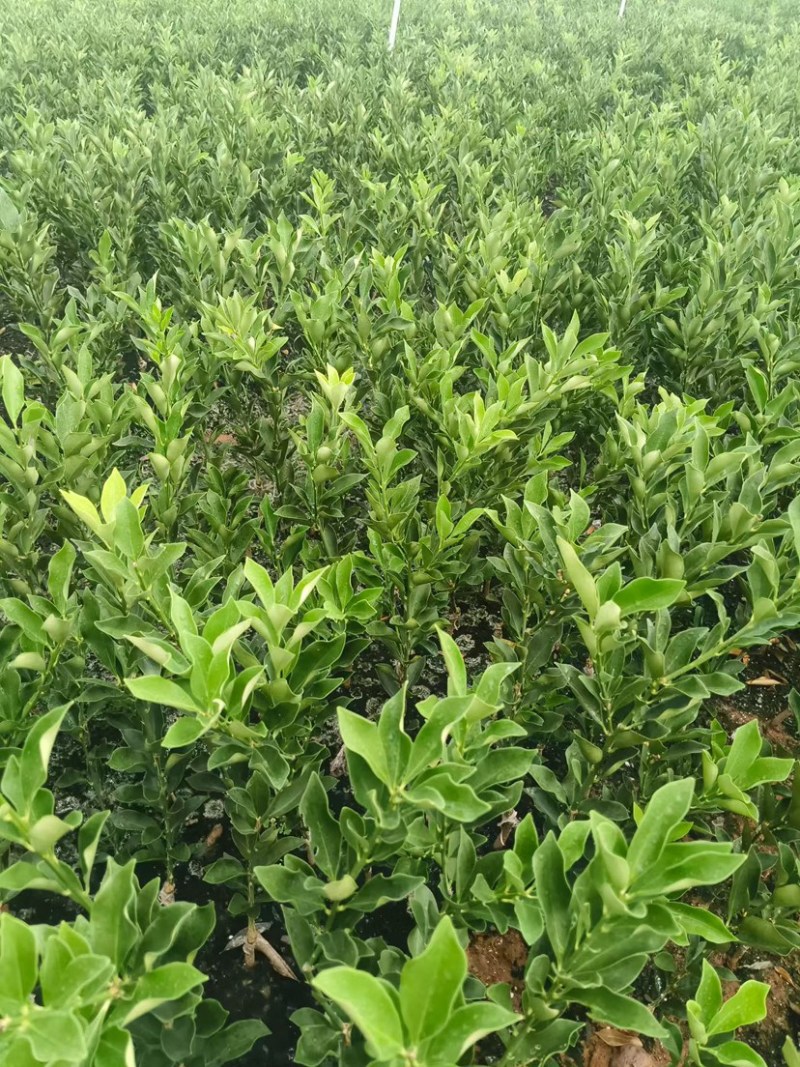 融安脆蜜金柑脆蜜金桔苗桂林脆蜜金桔苗欢迎进店联系