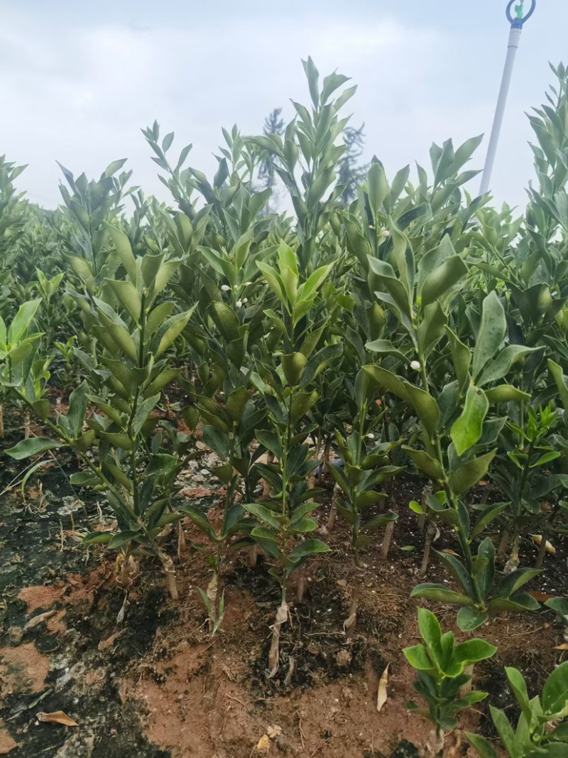 融安脆蜜金柑脆蜜金桔苗桂林脆蜜金桔苗欢迎进店联系