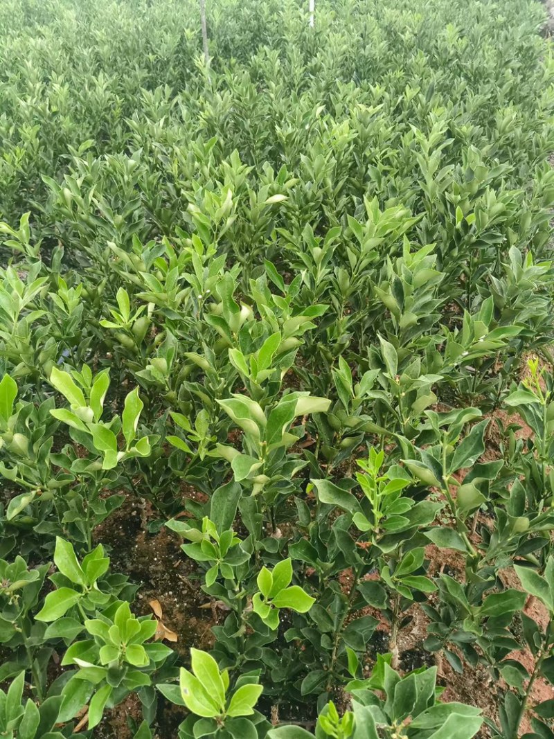 融安脆蜜金柑脆蜜金桔苗桂林脆蜜金桔苗欢迎进店联系