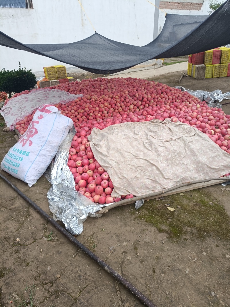 红富士苹果产地直销保质保量支持视频看货欢迎咨询