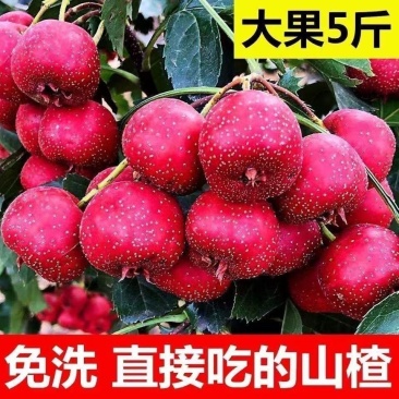 精品甜红子山楂樱桃红山里红糖葫芦炒雪球专用果产地直发全国