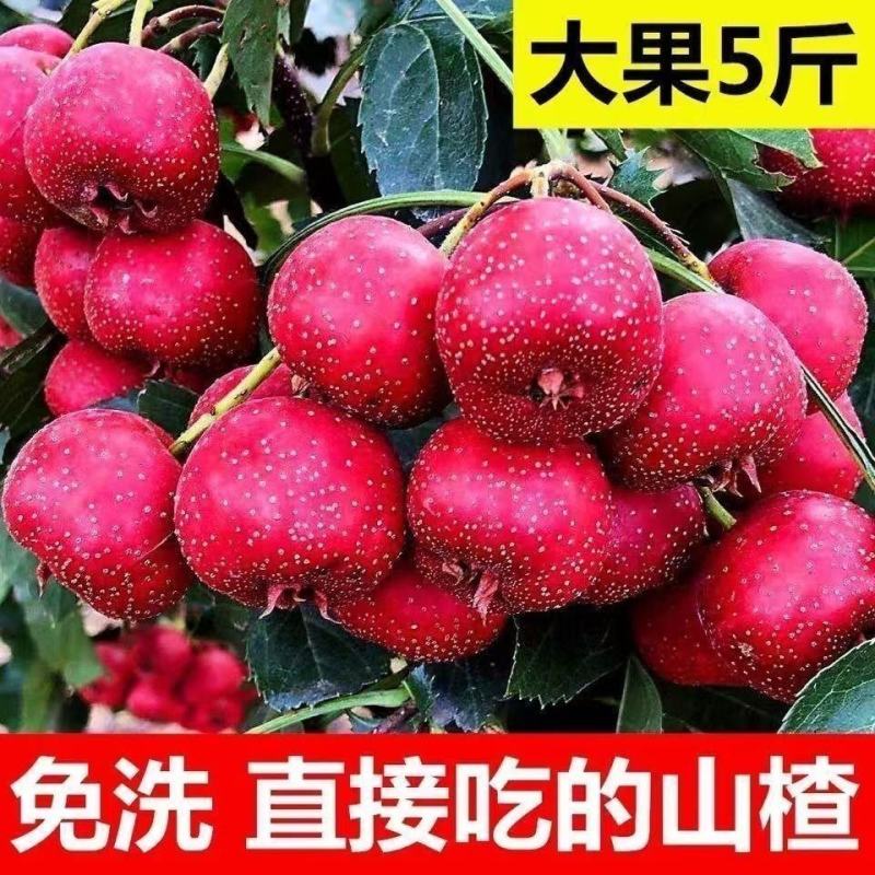 精品甜红子山楂樱桃红山里红糖葫芦炒雪球专用果产地直发全国
