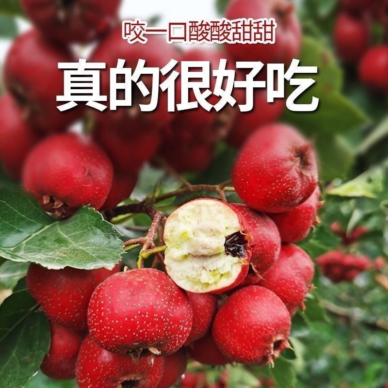 精品甜红子山楂樱桃红山里红糖葫芦炒雪球专用果产地直发全国