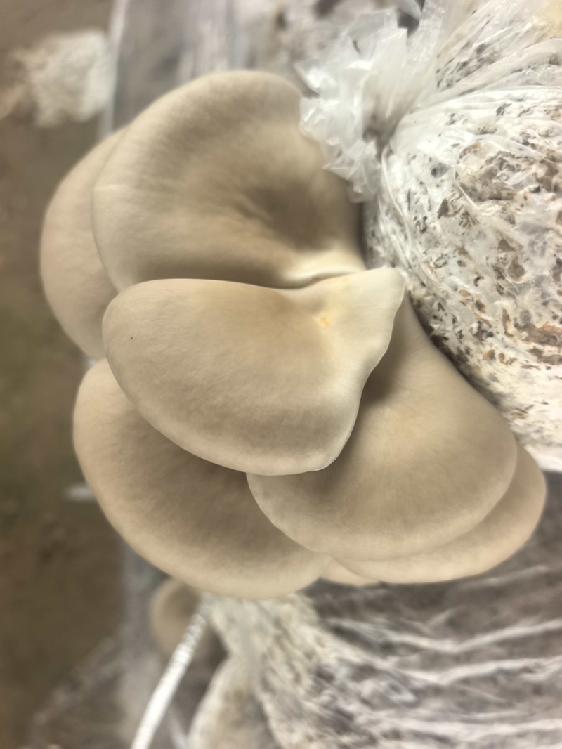 优质鲜平菇山东聊城鲜平菇产地直发当天采摘欢迎选购
