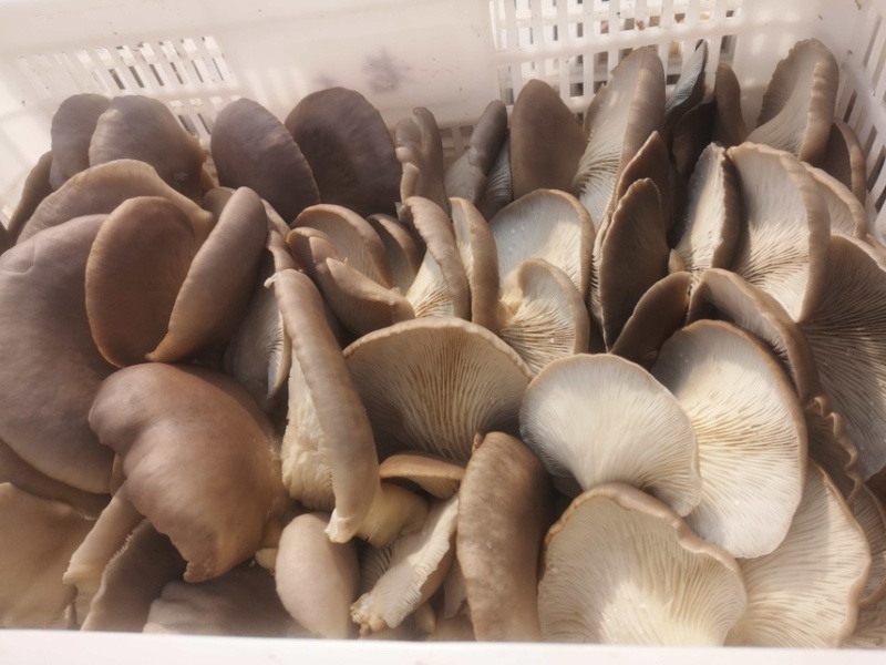 优质鲜平菇山东聊城鲜平菇产地直发当天采摘欢迎选购