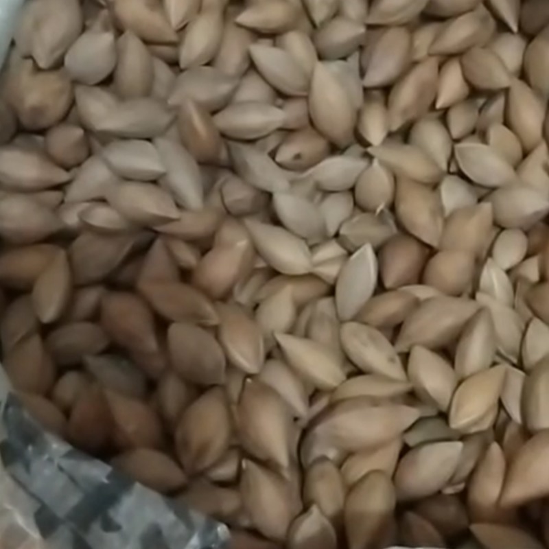 橄榄核