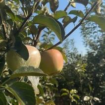 青森水蜜桃苹果口感脆甜多汁大量有货以品质为主