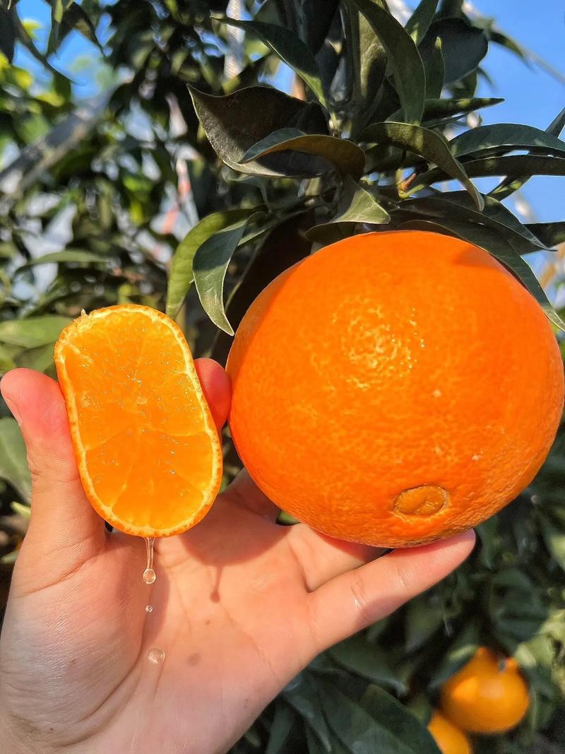 爱媛橙果冻橙皮薄汁多产地直发口感好