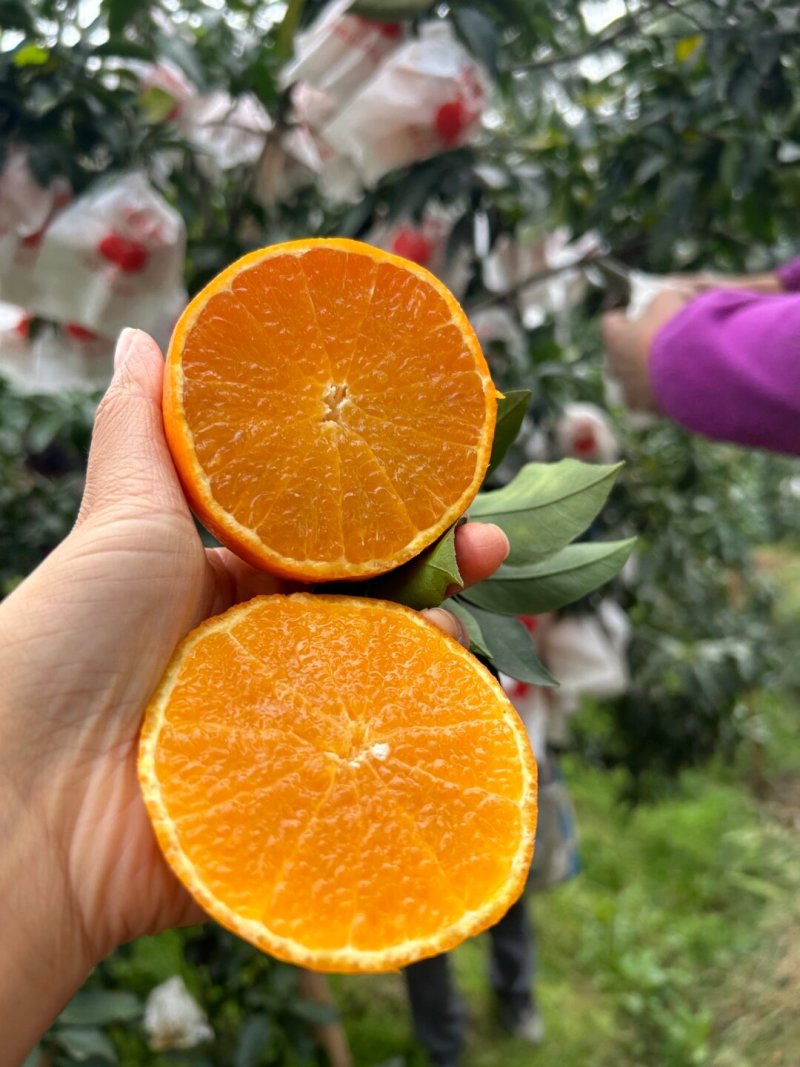 爱媛橙果冻橙皮薄汁多产地直发口感好