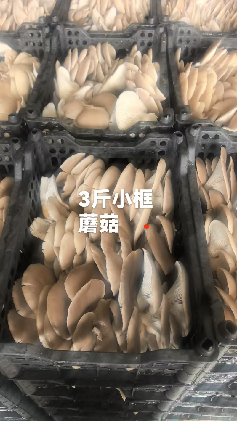 自产平菇蘑菇新鲜采摘诚信经营量大从优