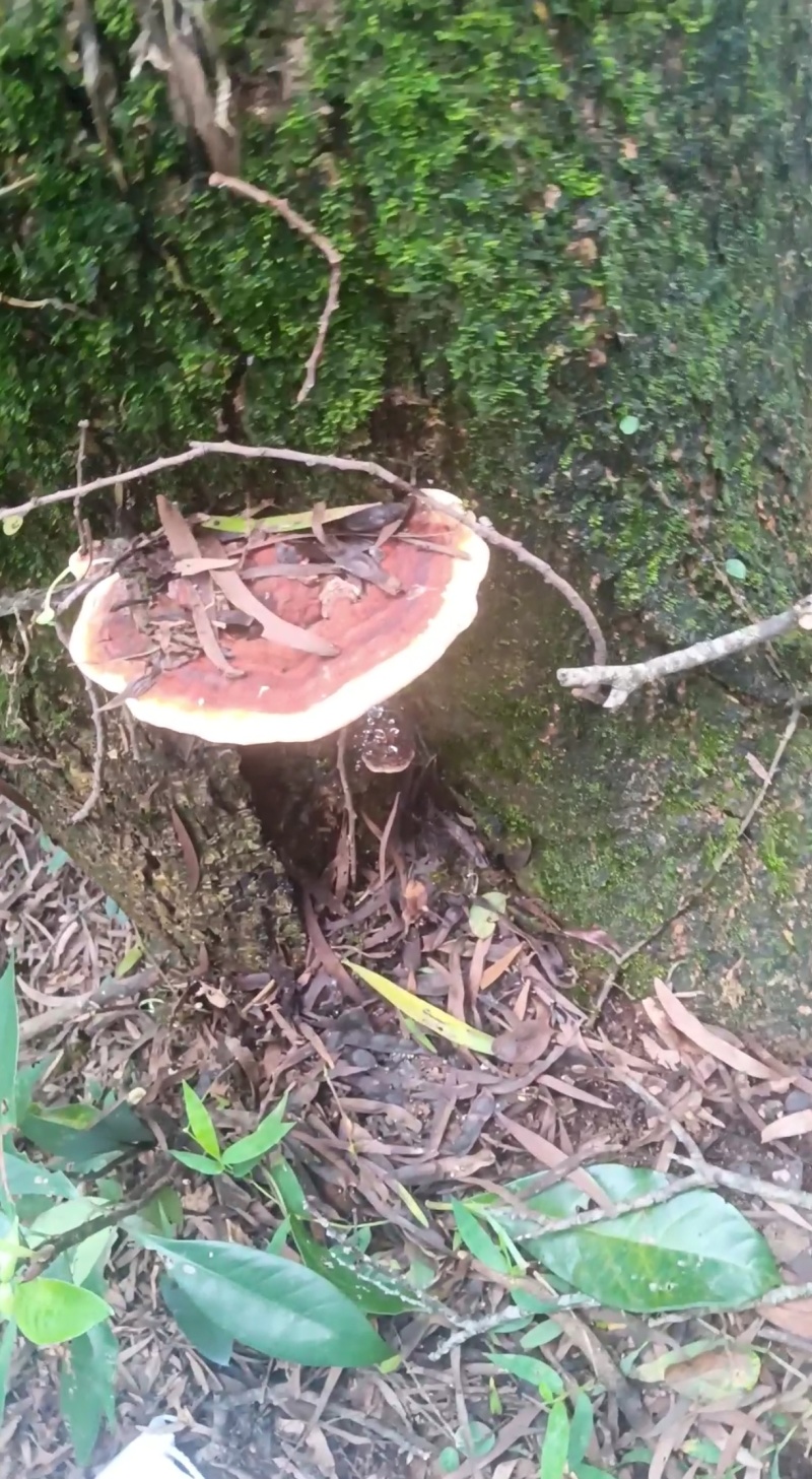 野生灵芝现货