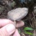 野生灵芝现货