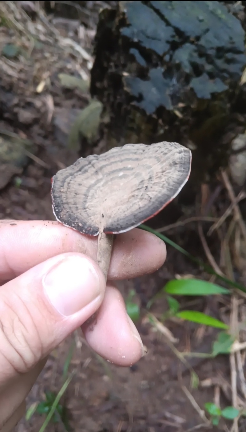 野生灵芝现货