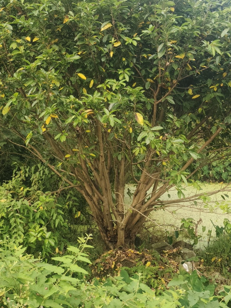 自家种的黄葛树出售，取树方便，树形独特魅力十足！
